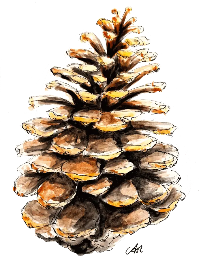 Étude d'une pomme de pin